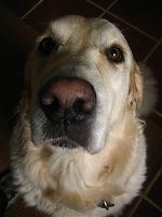 Roxy