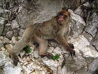 Ape