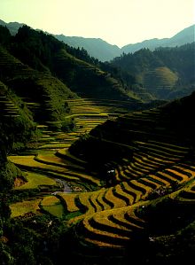 Rice terraces