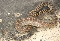 Snake