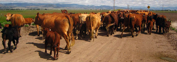 Cows