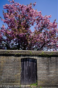 Sakura